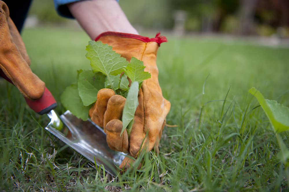 Residentional-The Importance of Residential Lawn Maintenance.png
